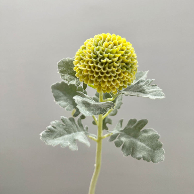 Single Stem Artificial Ping Pong Chrysanthemum Flower, Faux Floral Decor for Weddings, Home, Office, 14.5 Inches