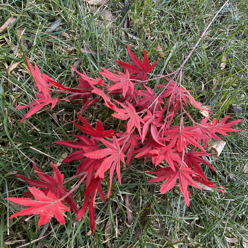 Single Stem Artificial Maple Leaf Branch, 38 Blooms, 39" Tall, Silk-Like Fabric, Perfect for Weddings, Home Decor, and Events