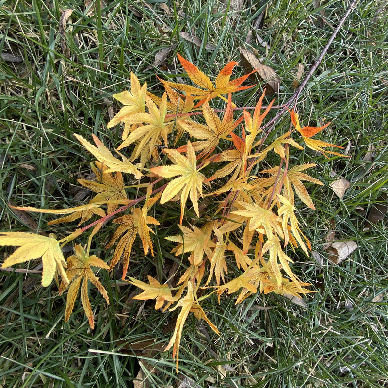 Single Stem Artificial Maple Leaf Branch, 38 Blooms, 39" Tall, Silk-Like Fabric, Perfect for Weddings, Home Decor, and Events