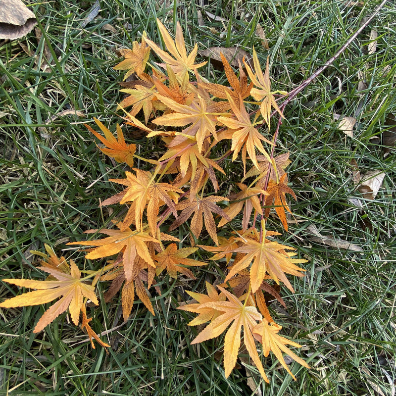 Single Stem Artificial Maple Leaf Branch, 38 Blooms, 39" Tall, Silk-Like Fabric, Perfect for Weddings, Home Decor, and Events