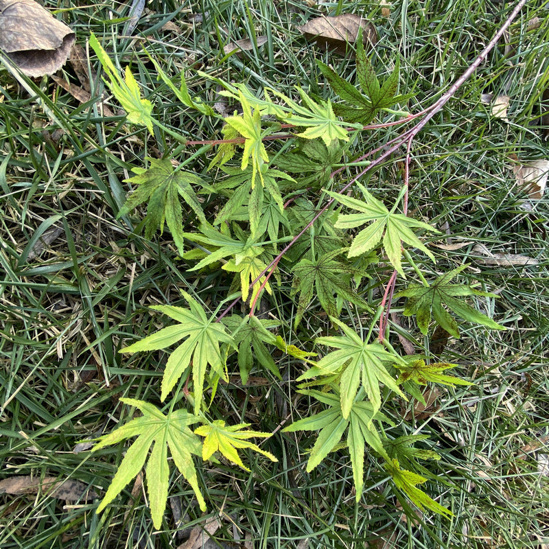 Single Stem Artificial Maple Leaf Branch, 38 Blooms, 39" Tall, Silk-Like Fabric, Perfect for Weddings, Home Decor, and Events