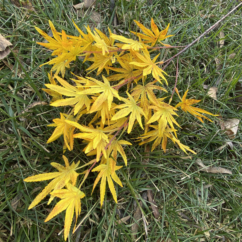 Single Stem Artificial Maple Leaf Branch, 38 Blooms, 39" Tall, Silk-Like Fabric, Perfect for Weddings, Home Decor, and Events