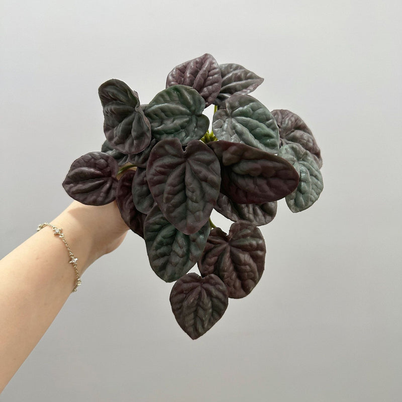 Artificial Wrinkled Peperomia Leaf Bush, Plastic Faux Greenery Stem for Home Decor, Weddings & Window Displays