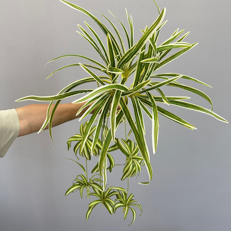 Artificial Trailing Spider Plant, 26" Height, UV-Resistant Vine for Home, Wedding, and Event Decor