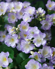24 Inch Artificial Silk Jasmine Stems 10 Pcs Bulk Wholesale Flowers