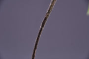 3 Pcs Artificial Mistletoe Stems with Leaf and Pearl Fruit, 12 Inch Winter Xmas Floral Arrangement