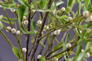3 Pcs Artificial Mistletoe Stems with Leaf and Pearl Fruit, 12 Inch Winter Xmas Floral Arrangement
