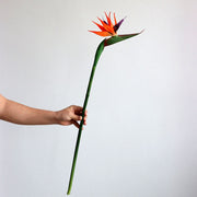 10 Pcs Orange Birds of Paradise Stems 20 Inch Real Touch Artificial Flowers