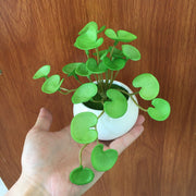 6 Inch Pennywort Stem 10 Pcs Artificial Lucky Hydrocotyle Vulgaris Greenery Plant