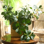 27 Inch Artificial Peperomia Leaf Ficus Stem Greenery Plant 10 Pcs Silk Leaves