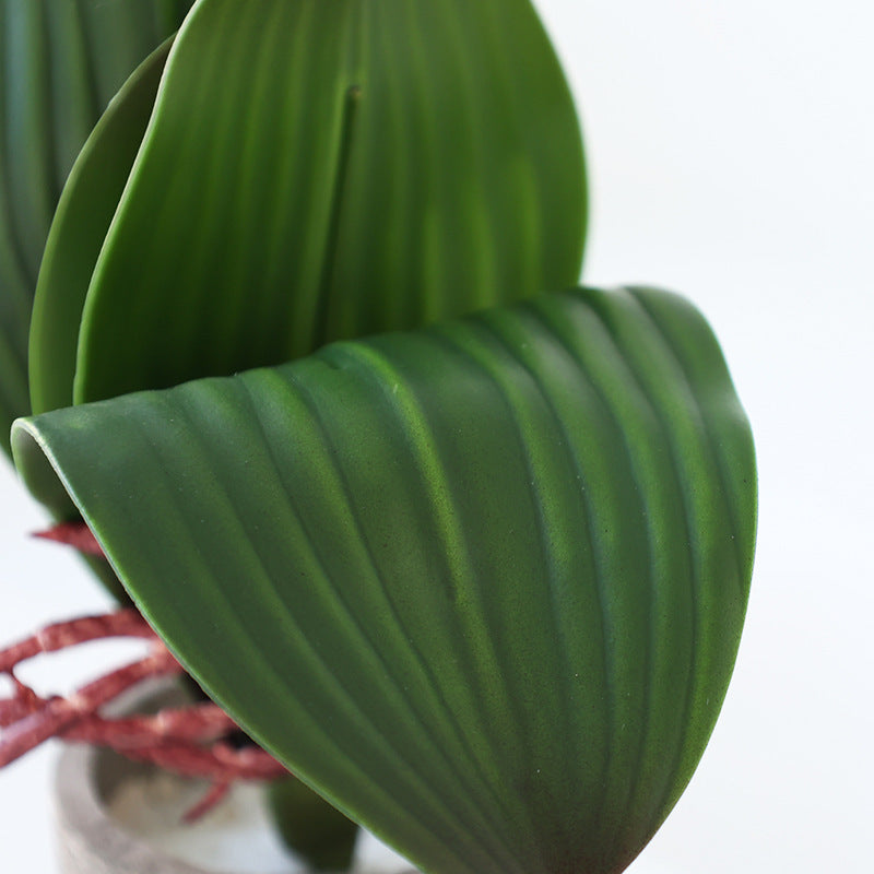 Artificial Phalaenopsis Orchid Leaves 10 Pcs Real Touch Latex Bulk Wholesale