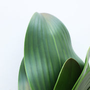Artificial Phalaenopsis Orchid Leaves 10 Pcs Real Touch Latex Bulk Wholesale