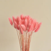 50 Pcs Natural Bunny Tails Dried Flowers, Soft Beige, 4-6 Inch Stems for Wedding, Baby Shower, Boho, Fall Decor