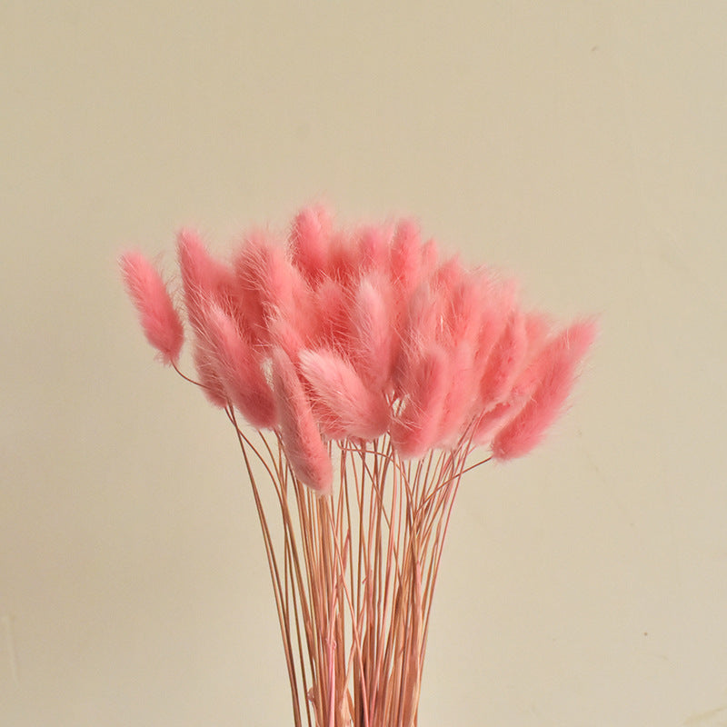 50 Pcs Natural Bunny Tails Dried Flowers, Soft Beige, 4-6 Inch Stems for Wedding, Baby Shower, Boho, Fall Decor