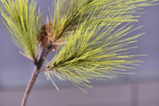3 Pcs 22 Inch Artificial Pinus Massoniana Lamb Pine Stems Real Touch Winter Christmas Plants