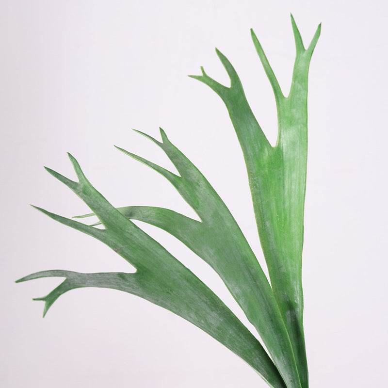 17 Inch Platycerium Stem 10 Pcs Real Touch Artificial Plant Faux Leaf Branch