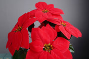 20 Inch Red Poinsettia Artificial Flowers 1 Potted Arrangement for Holiday Decor