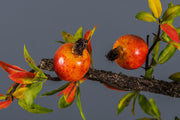 35 Inch Artificial Pomegranate Curly Spray Stems Branches – Bulk Quantity