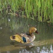Artificial Floating Lovebird and Duck Pool Decorations, Bulk Set of 10, Durable Waterproof Material