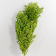 Dried Asparagus Pine Branches for Crafts Bulk Quantity Natural Decorative Stems