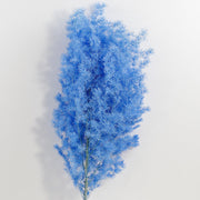 Dried Asparagus Pine Branches for Crafts Bulk Quantity Natural Decorative Stems