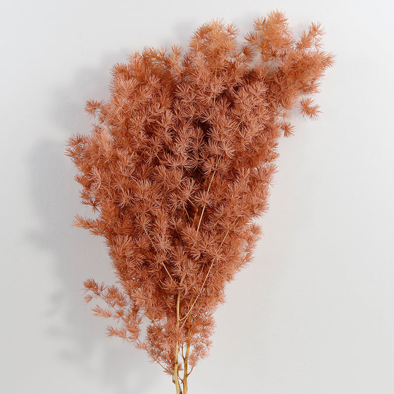 Dried Asparagus Pine Branches for Crafts Bulk Quantity Natural Decorative Stems