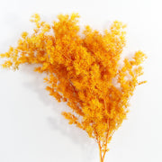 Dried Asparagus Pine Branches for Crafts Bulk Quantity Natural Decorative Stems