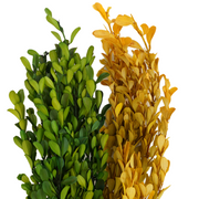 Preserved Boxwood Stems for Crafts Bulk Quantity Artificial Greenery