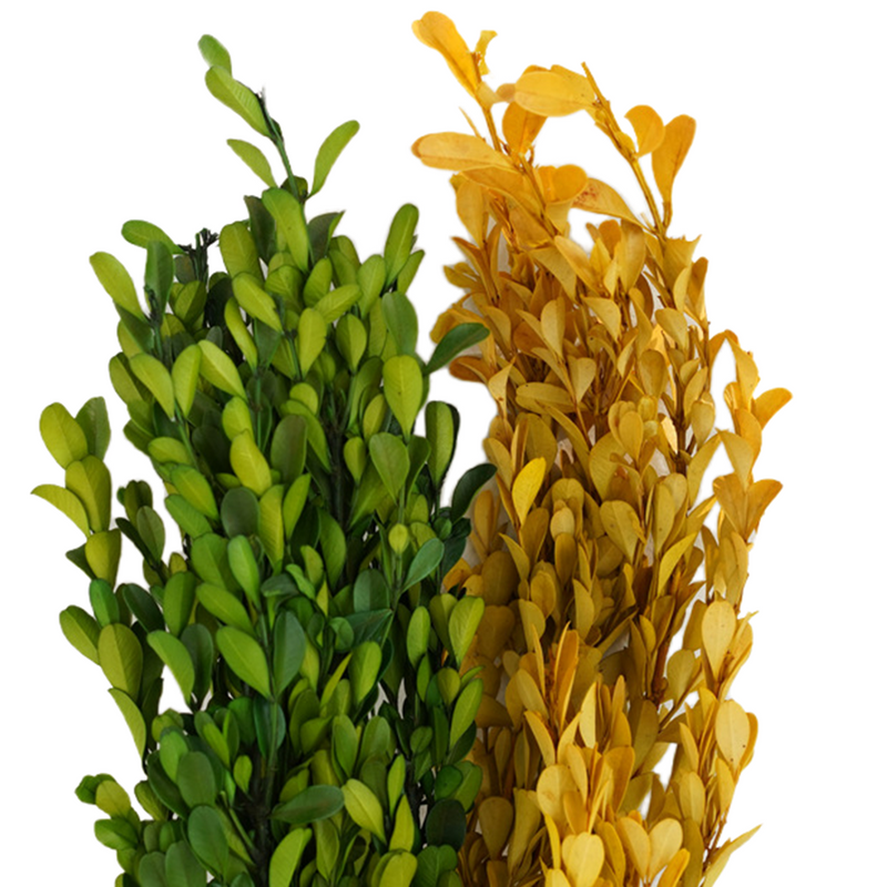 Preserved Boxwood Stems for Crafts Bulk Quantity Artificial Greenery