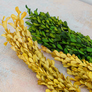 Preserved Boxwood Stems for Crafts Bulk Quantity Artificial Greenery