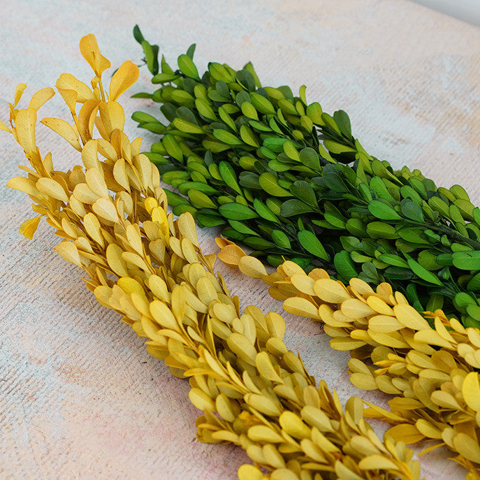 Preserved Boxwood Stems for Crafts Bulk Quantity Artificial Greenery