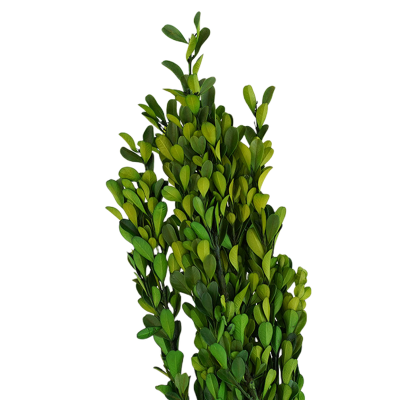Preserved Boxwood Stems for Crafts Bulk Quantity Artificial Greenery
