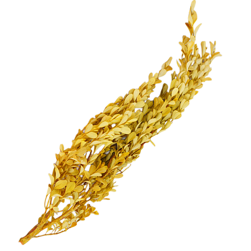 Preserved Boxwood Stems for Crafts Bulk Quantity Artificial Greenery