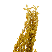 Preserved Boxwood Stems for Crafts Bulk Quantity Artificial Greenery