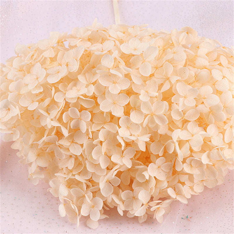 Preserved Large Hydrangea Flowers for Crafts and Arrangements – Bulk Quantity