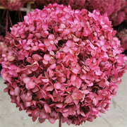 Preserved Large Hydrangea Flowers for Crafts and Arrangements – Bulk Quantity