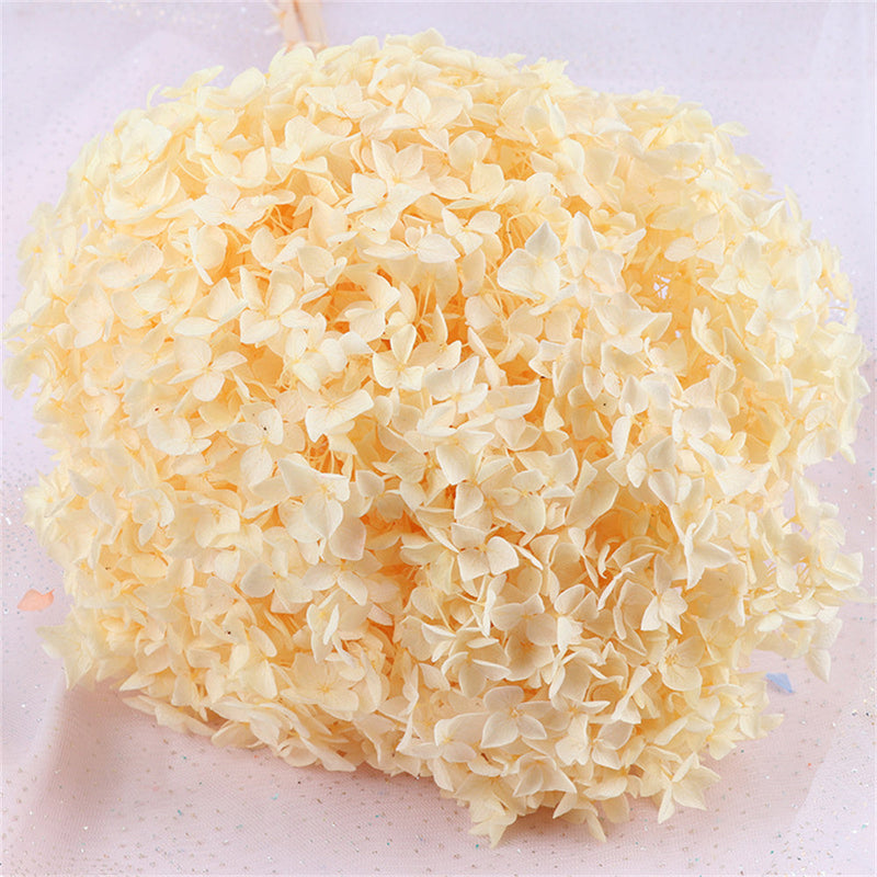 Preserved Large Hydrangea Flowers for Crafts and Arrangements – Bulk Quantity
