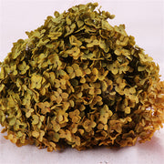 Preserved Large Hydrangea Flowers for Crafts and Arrangements – Bulk Quantity