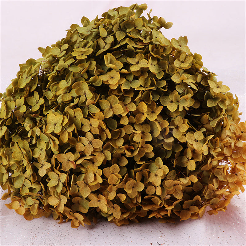 Preserved Large Hydrangea Flowers for Crafts and Arrangements – Bulk Quantity