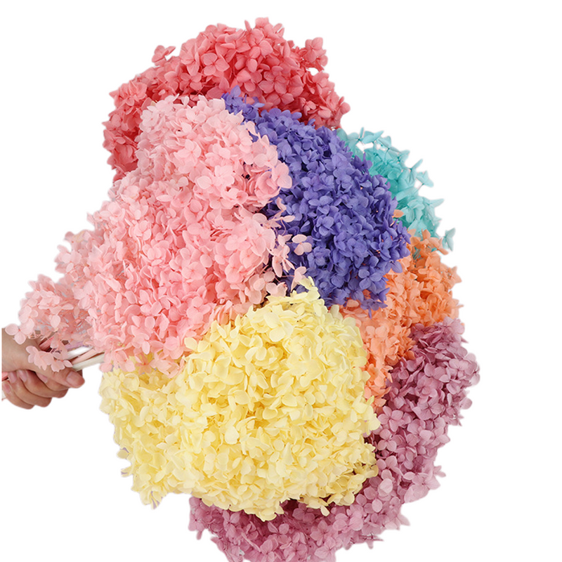 Preserved Large Hydrangea Flowers for Crafts and Arrangements – Bulk Quantity
