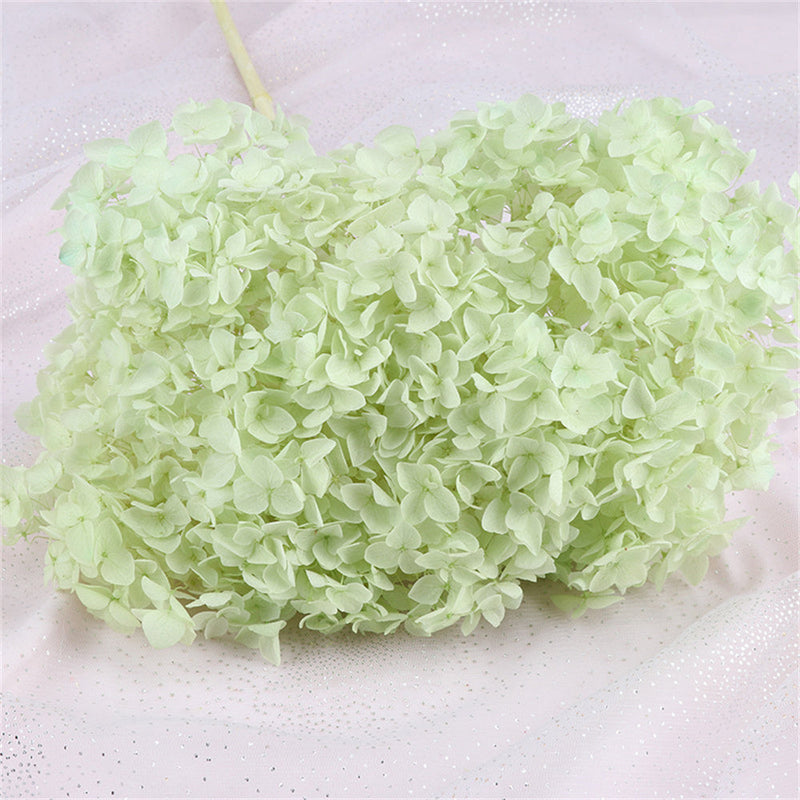 Preserved Large Hydrangea Flowers for Crafts and Arrangements – Bulk Quantity