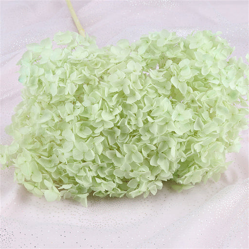 Preserved Large Hydrangea Flowers for Crafts and Arrangements – Bulk Quantity