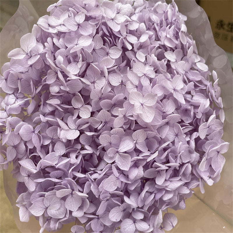 Preserved Large Hydrangea Flowers for Crafts and Arrangements – Bulk Quantity