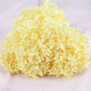 Preserved Large Hydrangea Flowers for Crafts and Arrangements – Bulk Quantity