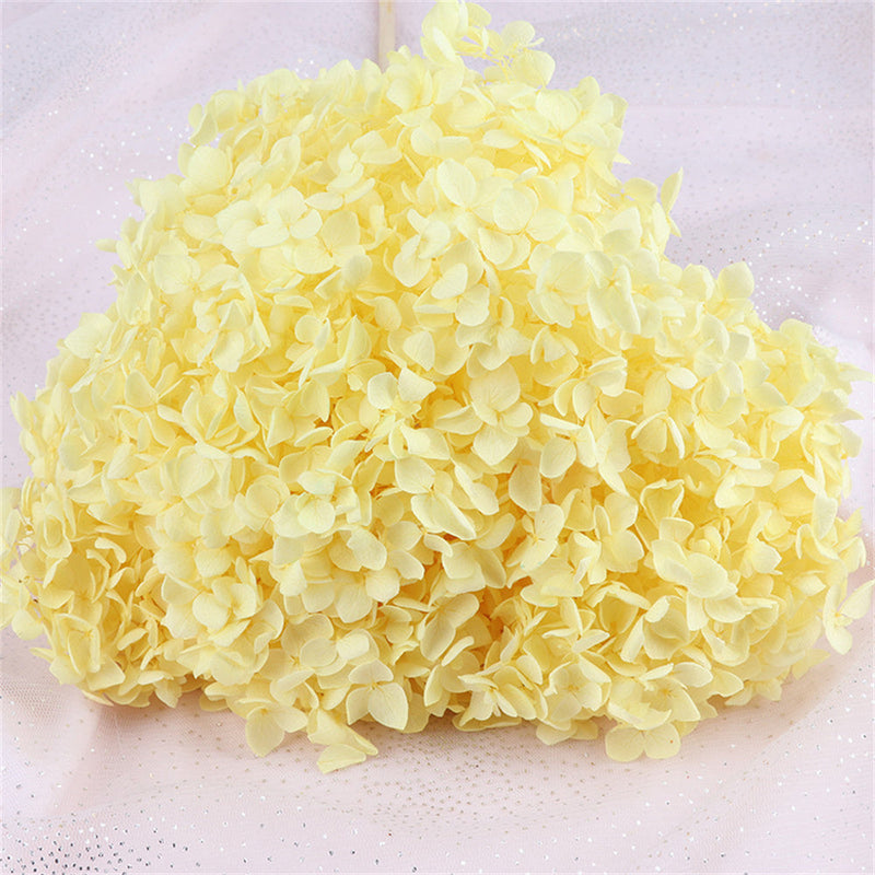 Preserved Large Hydrangea Flowers for Crafts and Arrangements – Bulk Quantity