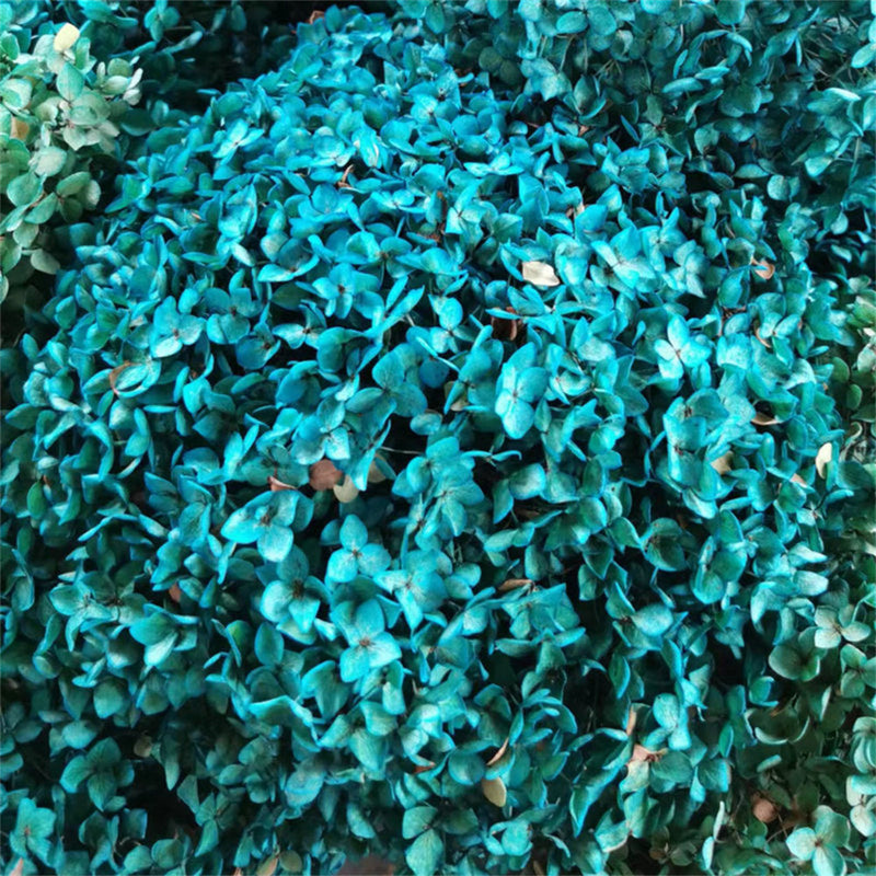 Preserved Large Hydrangea Flowers for Crafts and Arrangements – Bulk Quantity