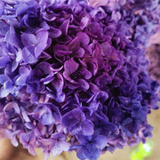 Preserved Large Hydrangea Flowers for Crafts and Arrangements – Bulk Quantity