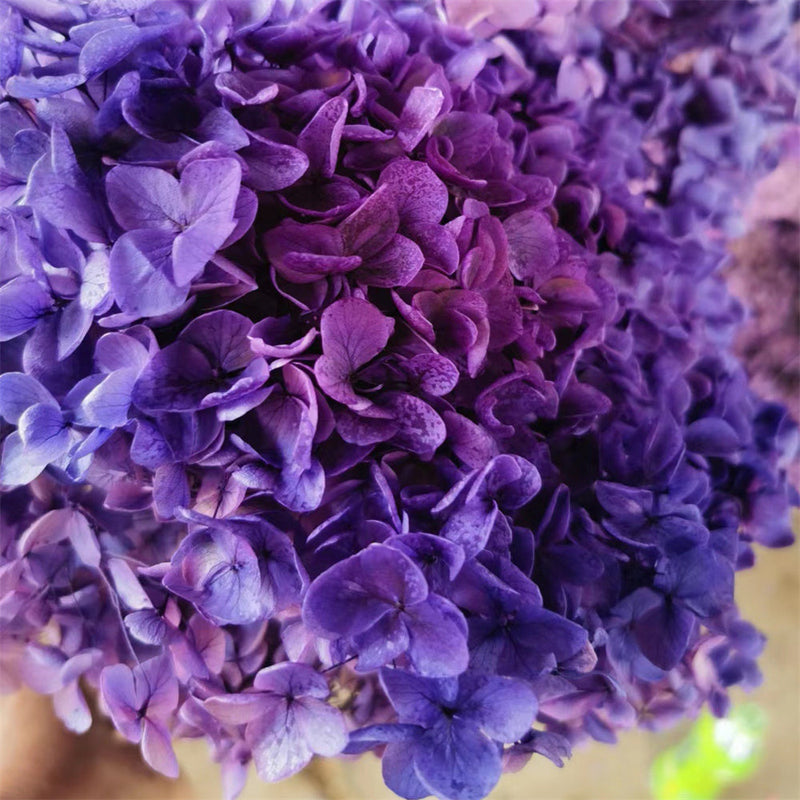 Preserved Large Hydrangea Flowers for Crafts and Arrangements – Bulk Quantity