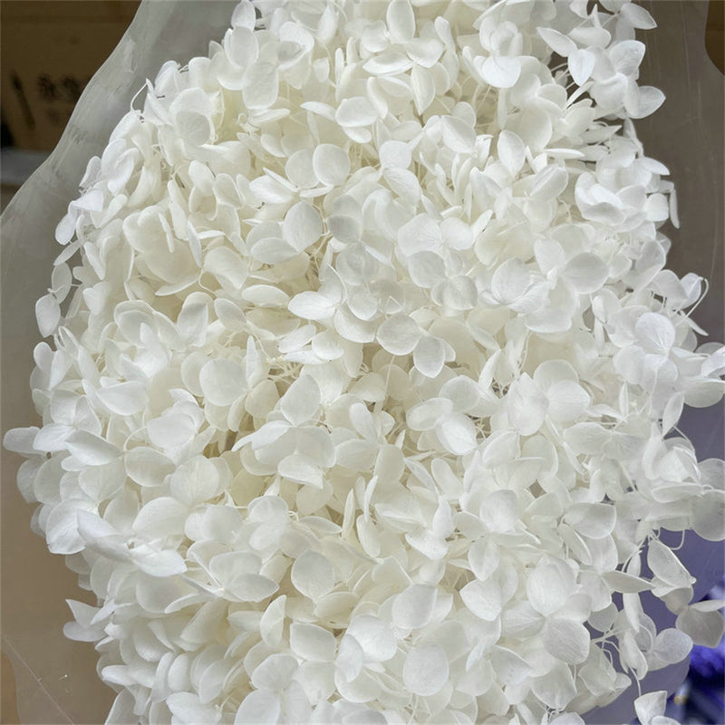 Preserved Large Hydrangea Flowers for Crafts and Arrangements – Bulk Quantity
