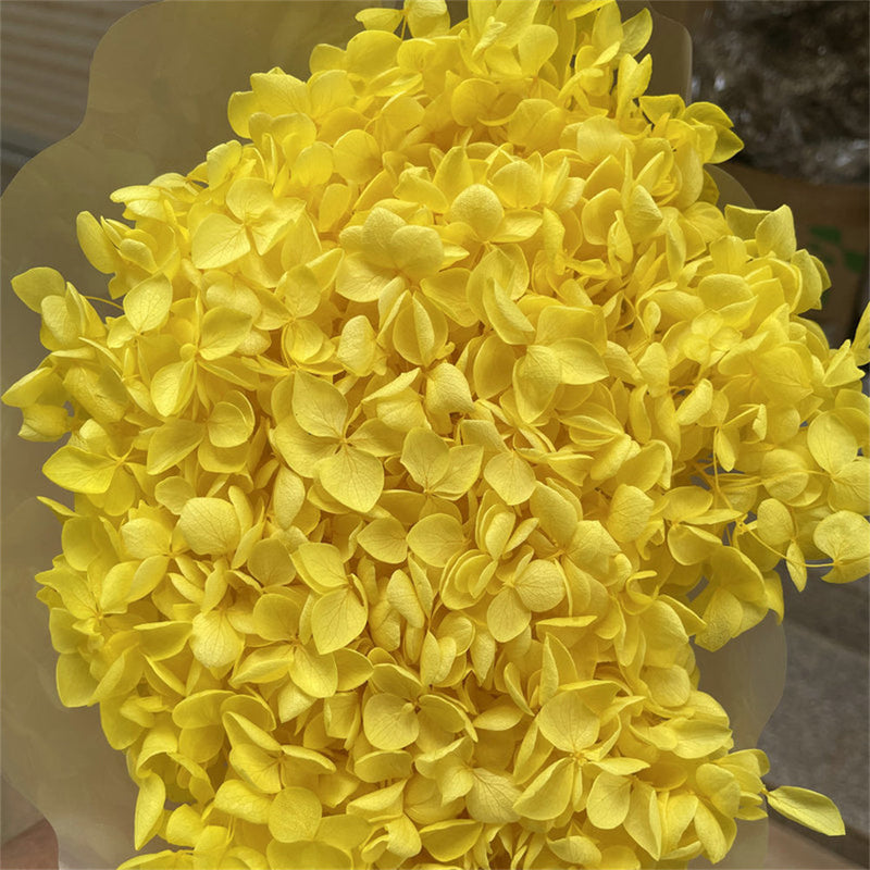 Preserved Large Hydrangea Flowers for Crafts and Arrangements – Bulk Quantity